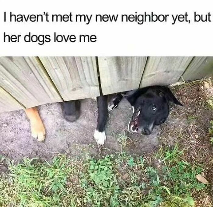 20 Unhinged Dog Memes That Didn’t Need to Go This Hard 9 havent met my neighbor