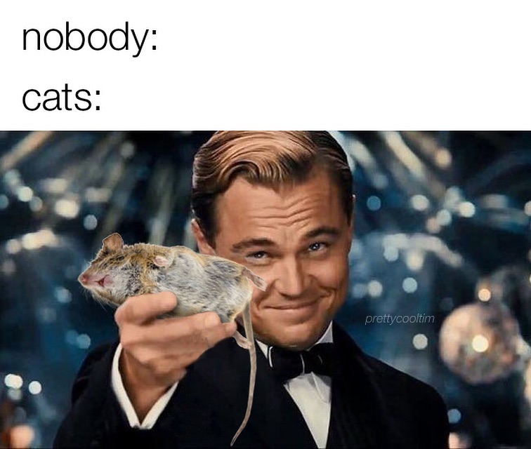 20 Memes That Are Somehow Dumb and Genius at the Same Time 15 nobody cats