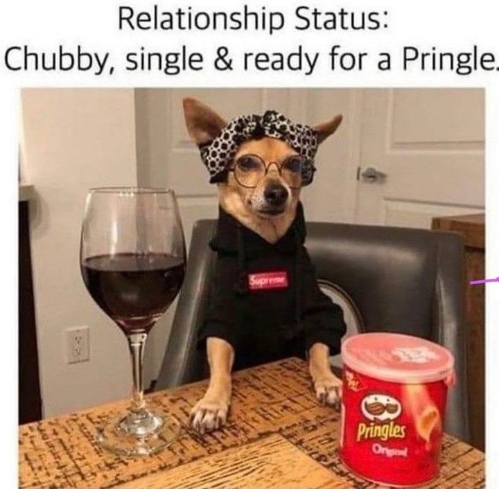 20 Unhinged Dog Memes That Didn’t Need to Go This Hard 14 relationship status