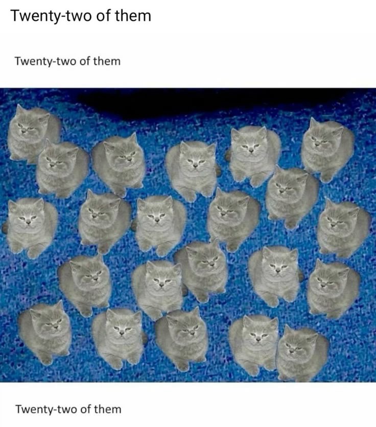 54 Funny Cat Memes That Will Brighten Your Day 53 22 of them