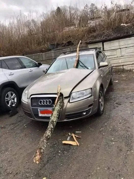 20 Funny Images That Made People Stop and Go “Hmmmmm” 5 Branch in hood