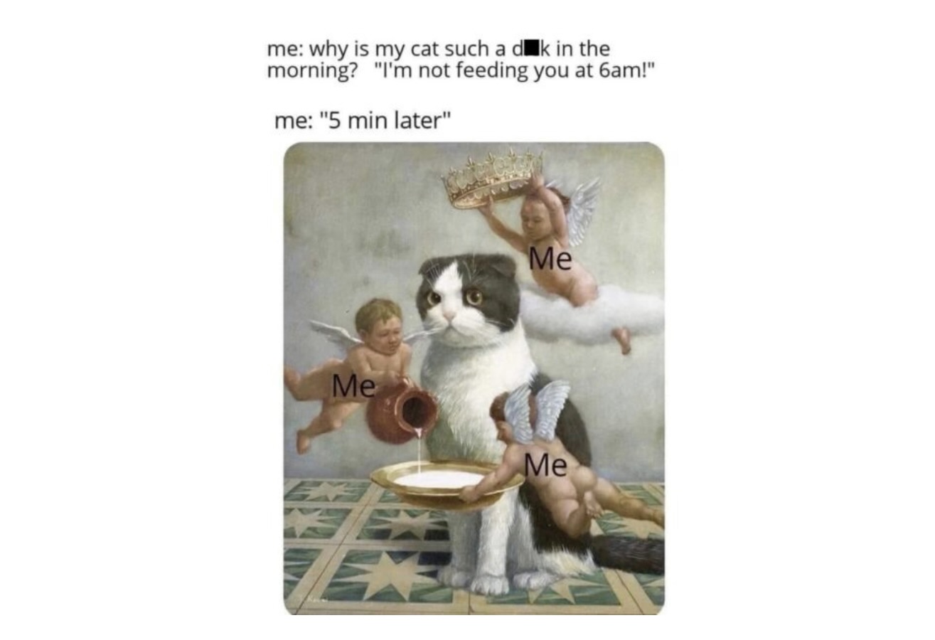 Cat Memes That Prove Humans Are Slaves To Cats FG