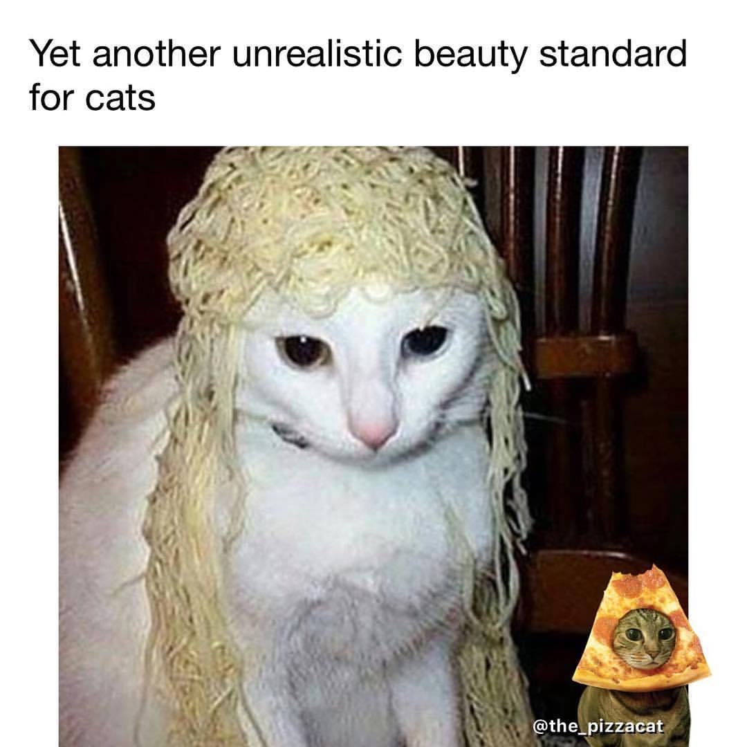20 Unrealistic Body Standards Meme That Feel Like A Prank On Humanity 11 Cat with noodle hair