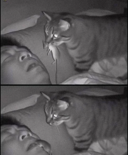 20 Funny Images That Made People Stop and Go “Hmmmmm” 6 Cats gift