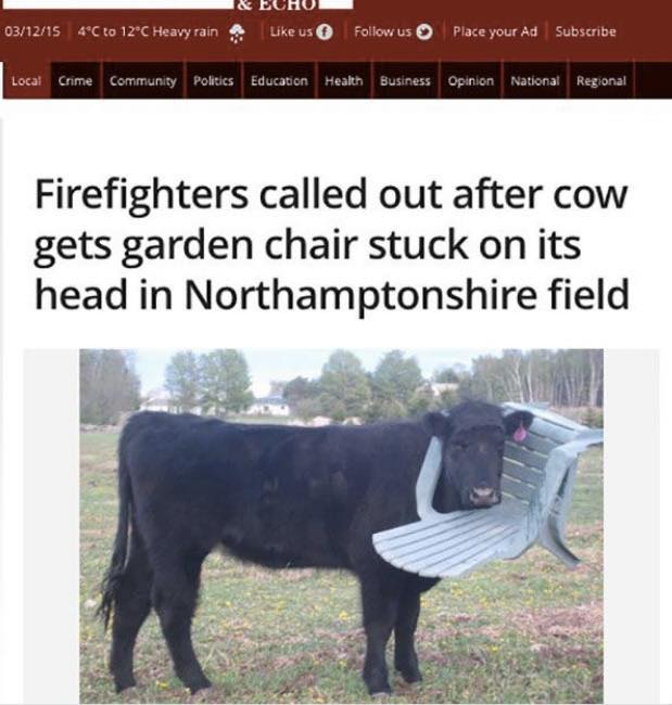 20 Local Newspaper Headlines That Sent the Entire Town Into Chaos 7 Cow gets stick in chair