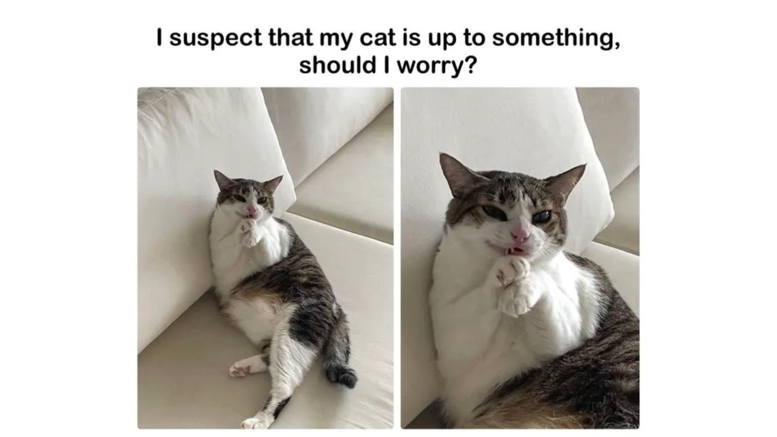 Dramatic Cat Memes That React Like the World Is Ending FG