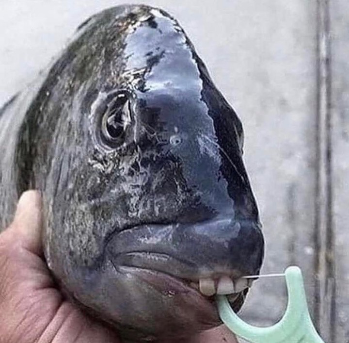 20 Cursed Photos That’ll Break Your Brain in Under 10 Seconds 9 Fish floss