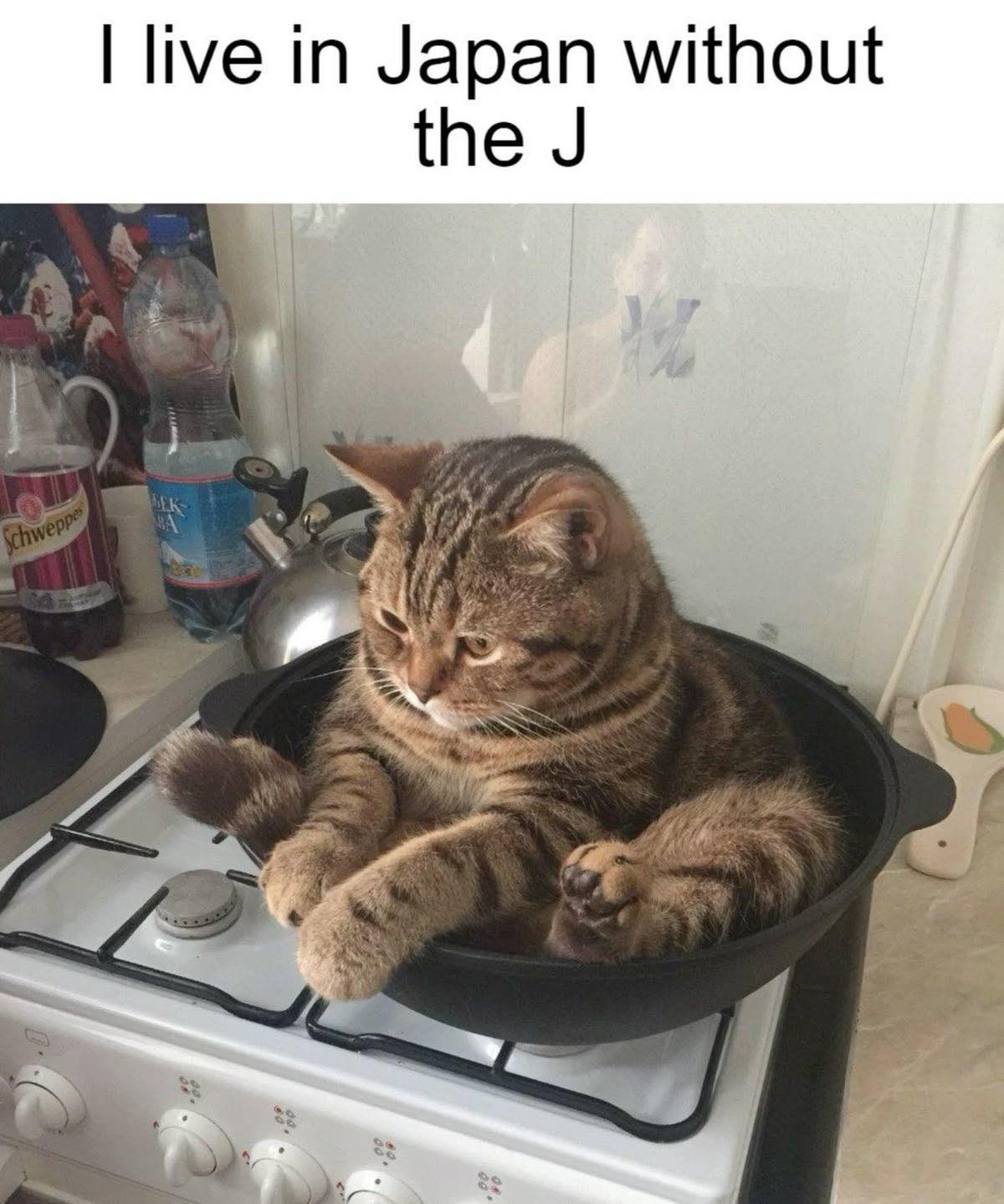 I live in japan