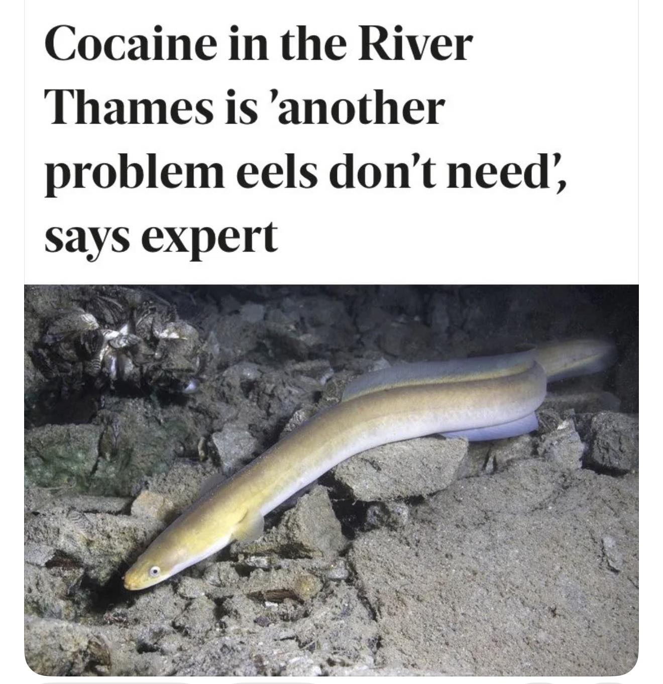 20 Local Newspaper Headlines That Sent the Entire Town Into Chaos 18 Problems eels dont need