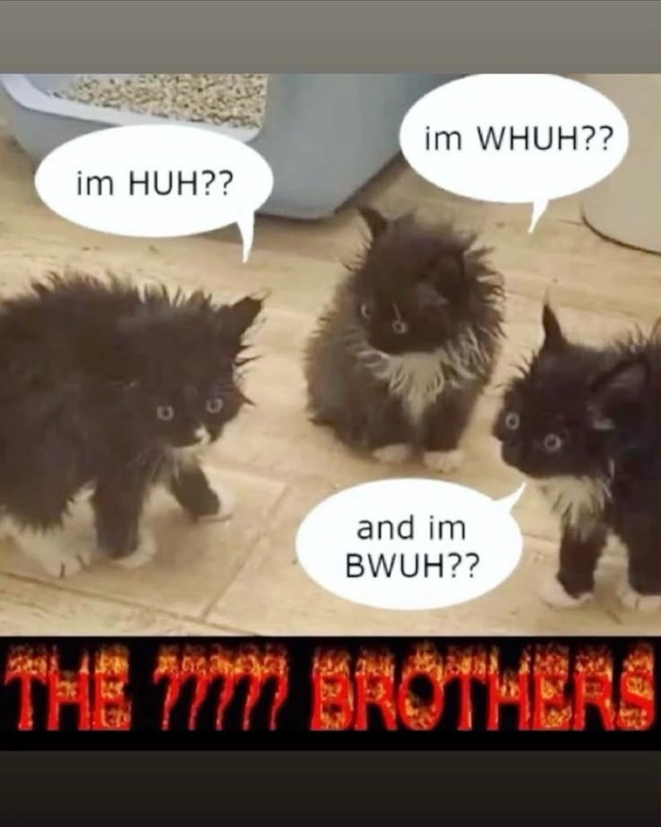 54 Funny Cat Memes That Will Brighten Your Day 56 The brothers