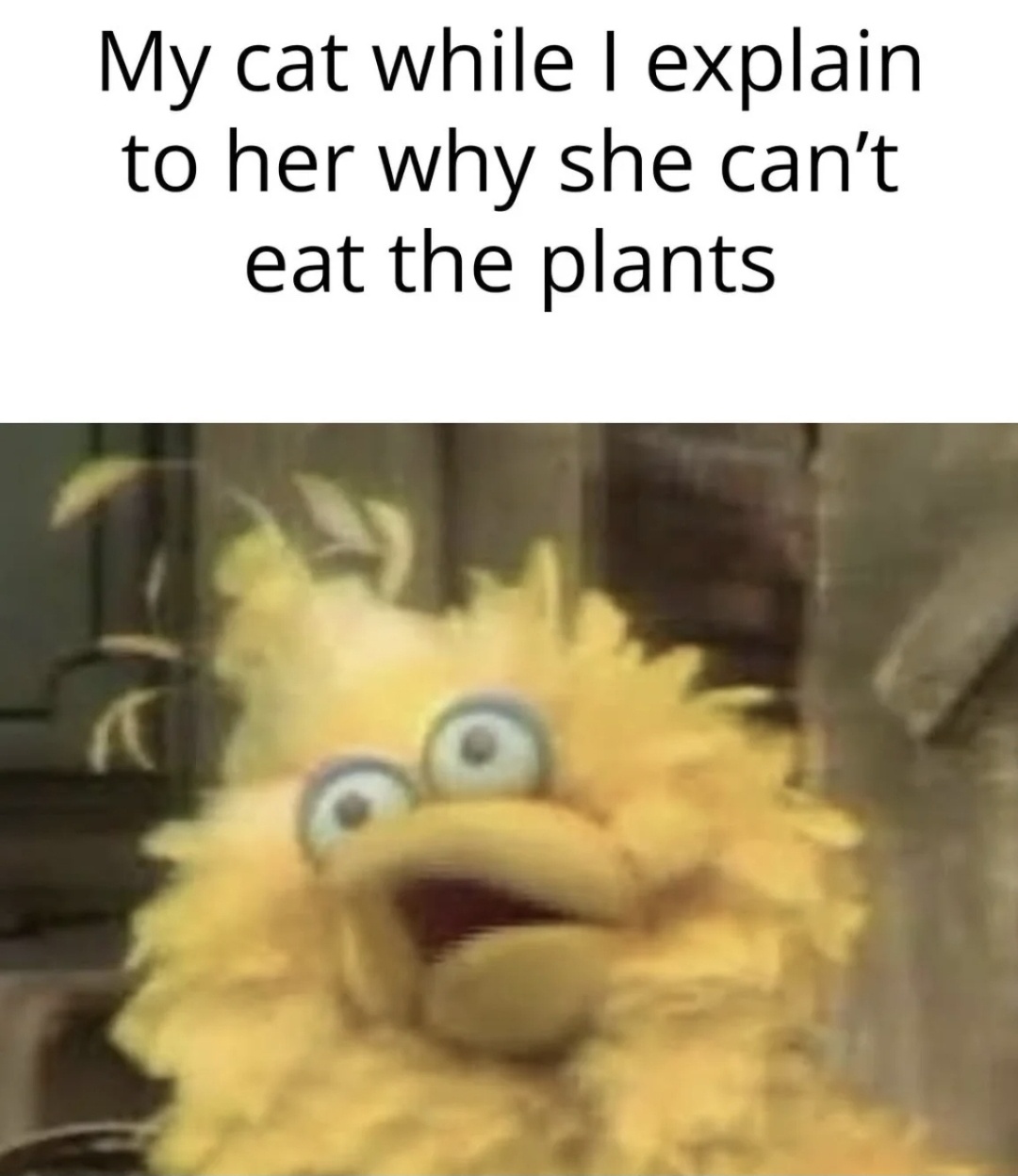 20 Memes That Keep Changing the Radio Station in Your Brain 6 eat the plants