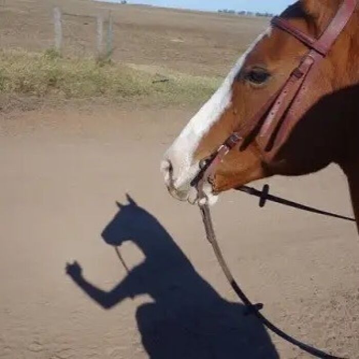 20 Cursed Photos That’ll Break Your Brain in Under 10 Seconds 15 horse arm