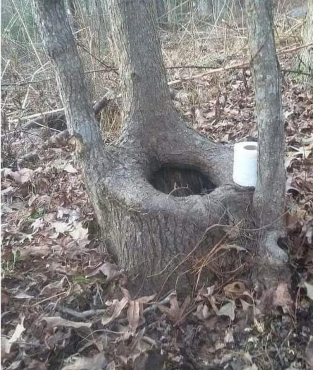 20 Funny Images That Made People Stop and Go “Hmmmmm” 18 natures toilet