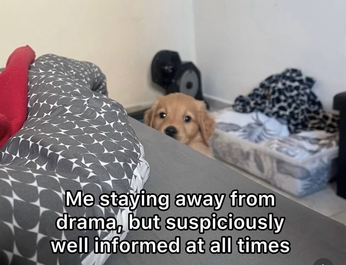 20 Memes That Escaped Containment and Started Biting People 13 taying away from drama