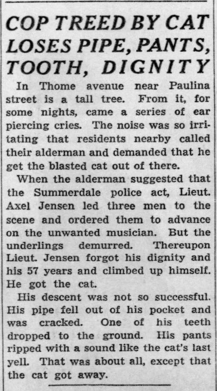 20 Local Newspaper Headlines That Sent the Entire Town Into Chaos 3 treed by cat