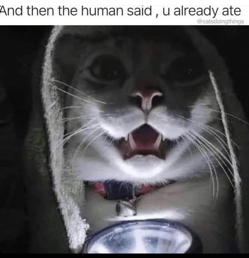 20 Memes With the Energy of a Shopping Cart on Ice 5 And then the human said