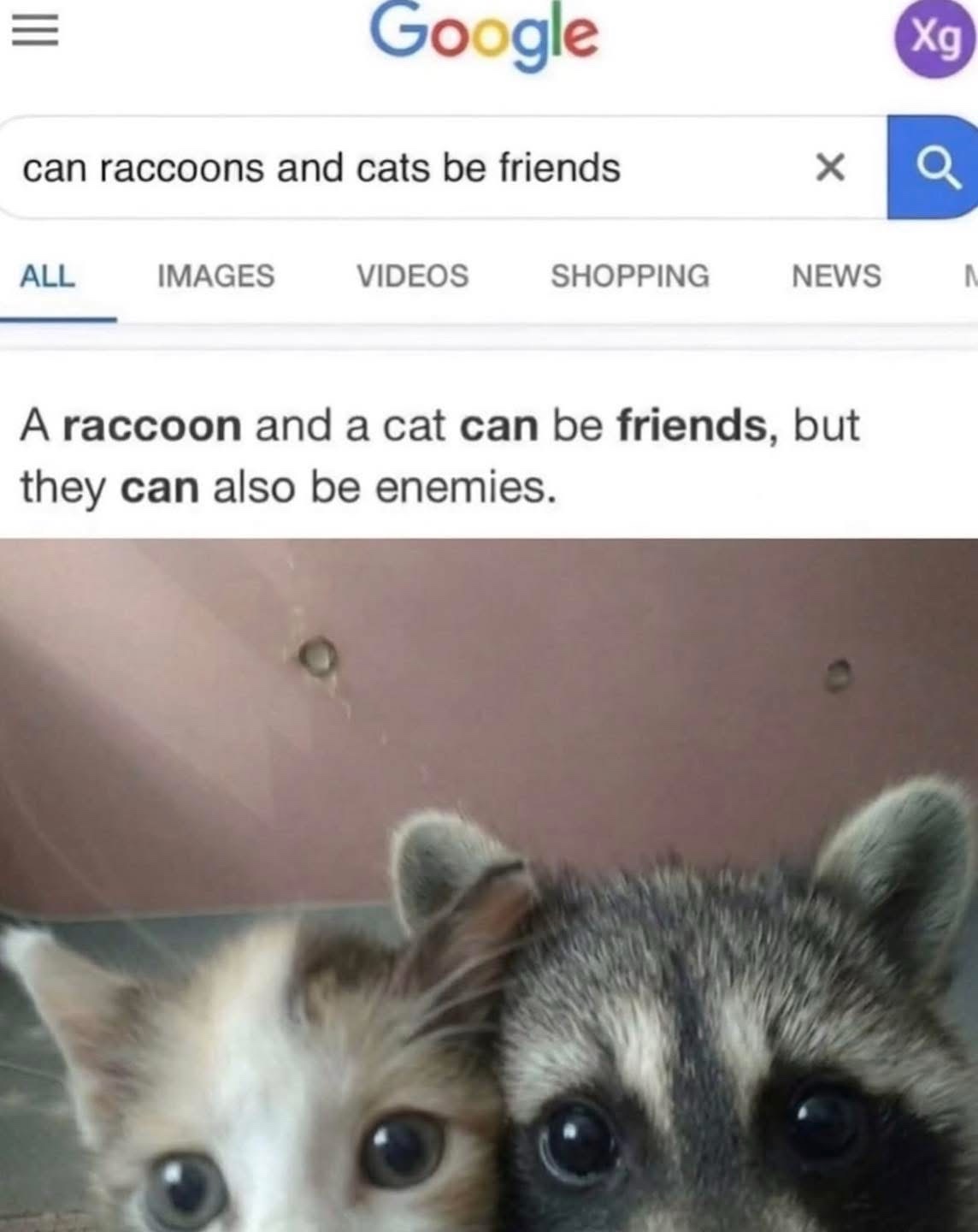 20 Memes for People Who Keep Saying "It Is What It Is" 7 Can racoon and cat be friends
