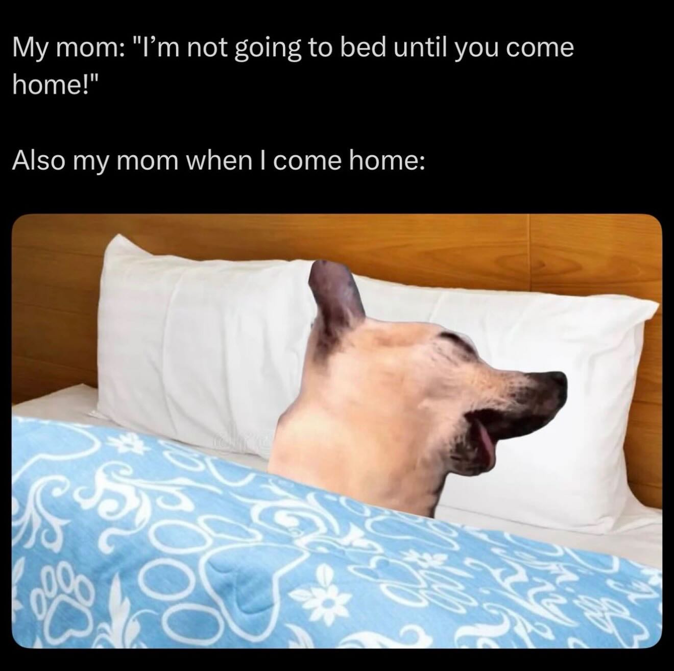 20 Memes That Will Judge You Silently While You Laugh 12 Im not going to bed