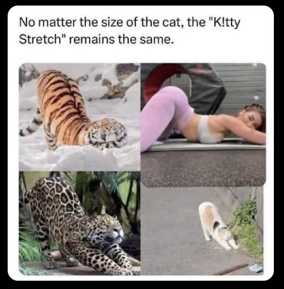 20 Memes That Have Never Heard the Word "Appropriate" 16 Kitty stretch
