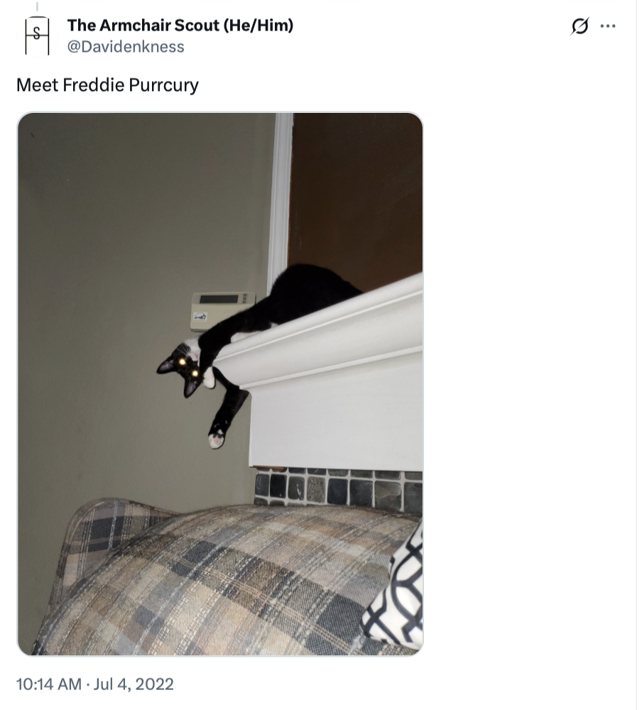 25 Silly Cat Names That Will Cat-ch You Off Guard 25 Meet Freddie Purrcury