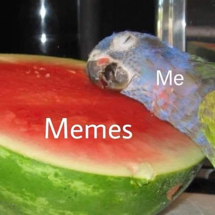 20 Memes That Are Basically Memes About Having a Meme Addiction 21 Parropt on watermelon