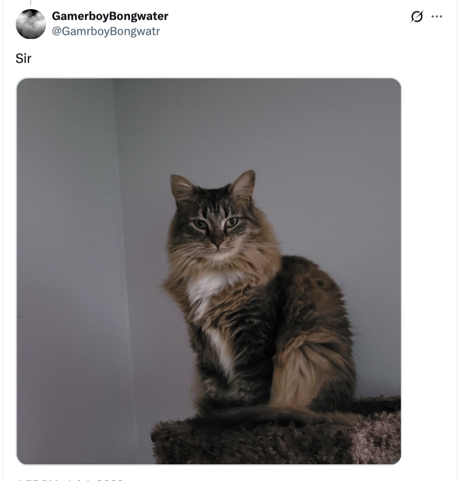 25 Silly Cat Names That Will Cat-ch You Off Guard 27 Sir
