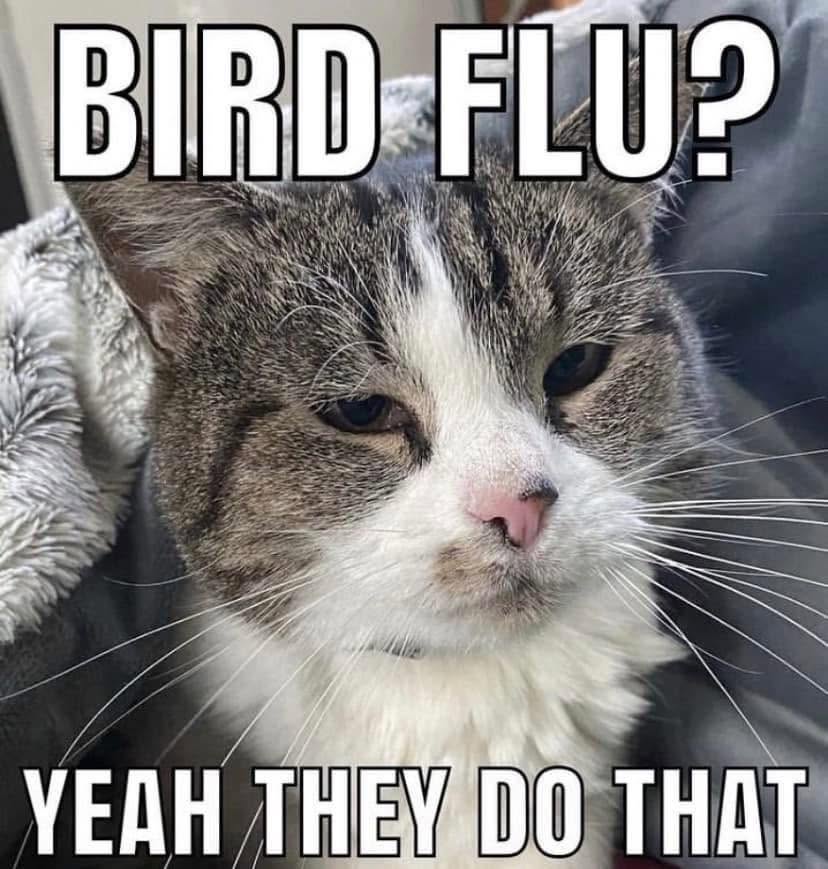 20 Memes That Are Stupid Enough to Cure Sadness 4 bird flu
