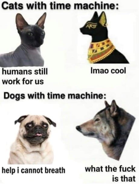 cats with time machine