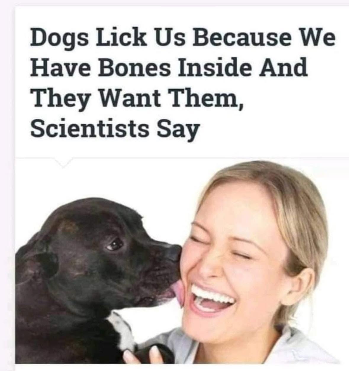 20 Memes That Are Stupid Enough to Cure Sadness 8 dogs lick us