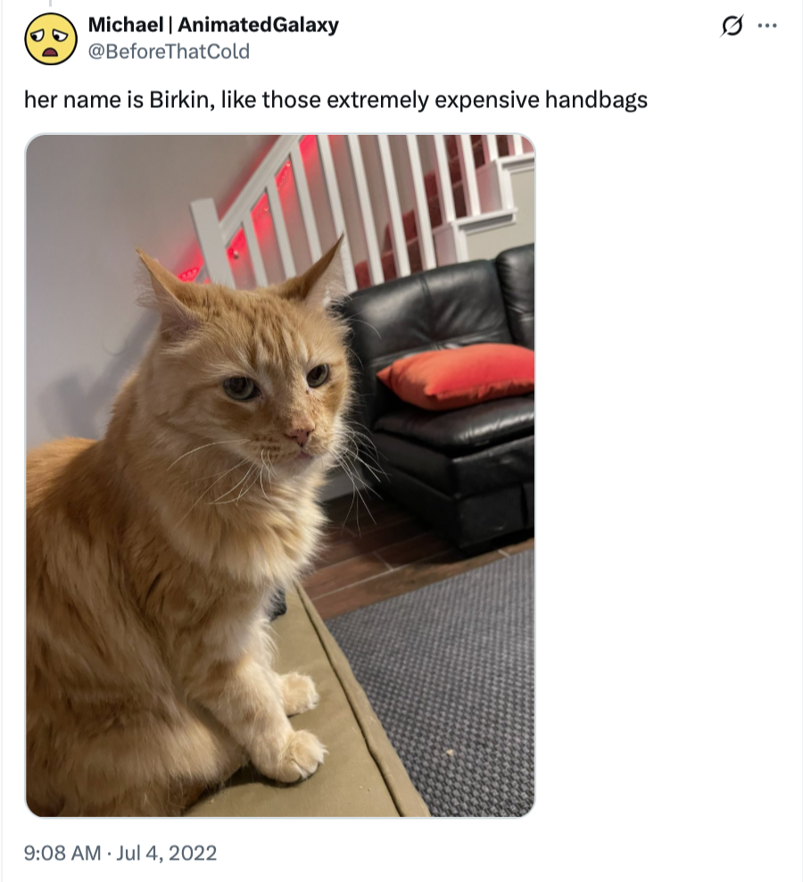 25 Silly Cat Names That Will Cat-ch You Off Guard 23 her name is Birkin, like those extremely expensive handbags