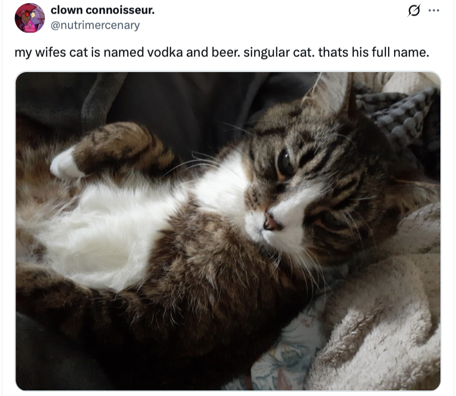25 Silly Cat Names That Will Cat-ch You Off Guard 26 my wifes cat is named vodka and beer
