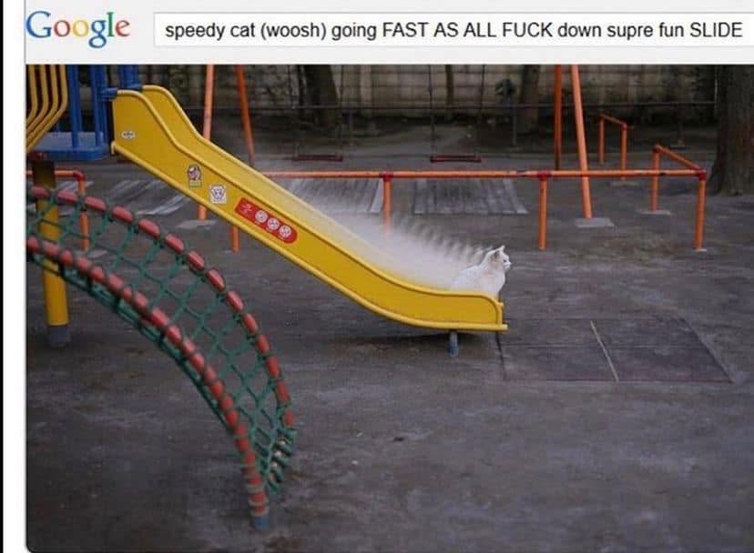 20 Memes That Are Stupid Enough to Cure Sadness 16 speedy cat