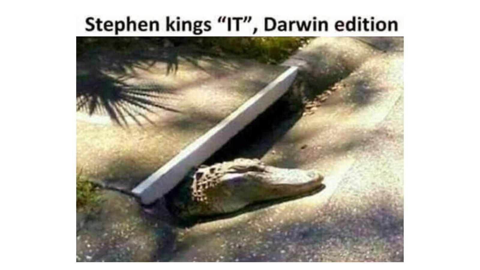Animal Memes That Took Being Silly Way Too Seriously FG