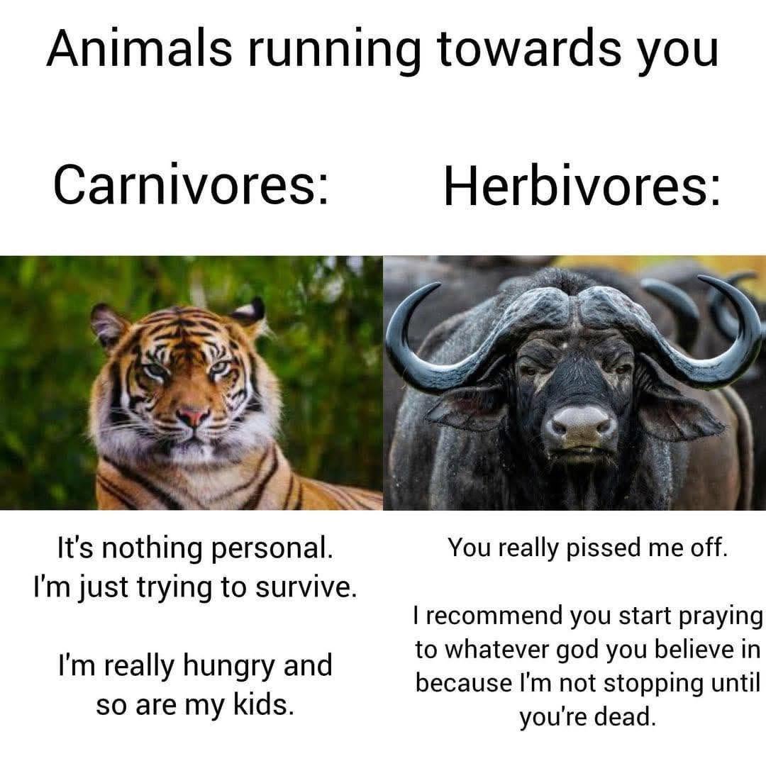20 Memes That Were Dropped on Their Heads by Fate 4 Animals running towards you