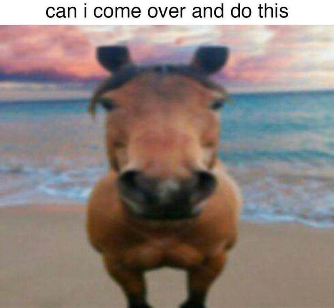 20 Memes That Were Dropped on Their Heads by Fate 5 Can I come over