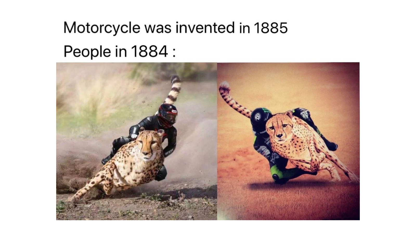 Cheetah Memes That Pounce on Humor FG