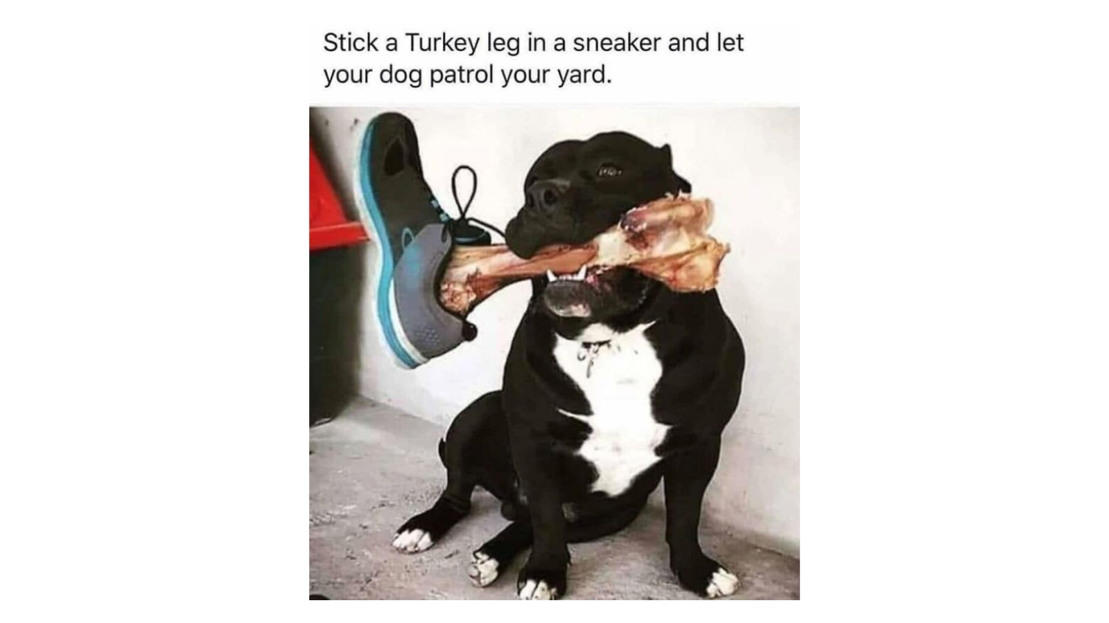 Dog Memes That Bark First and Think Never FG