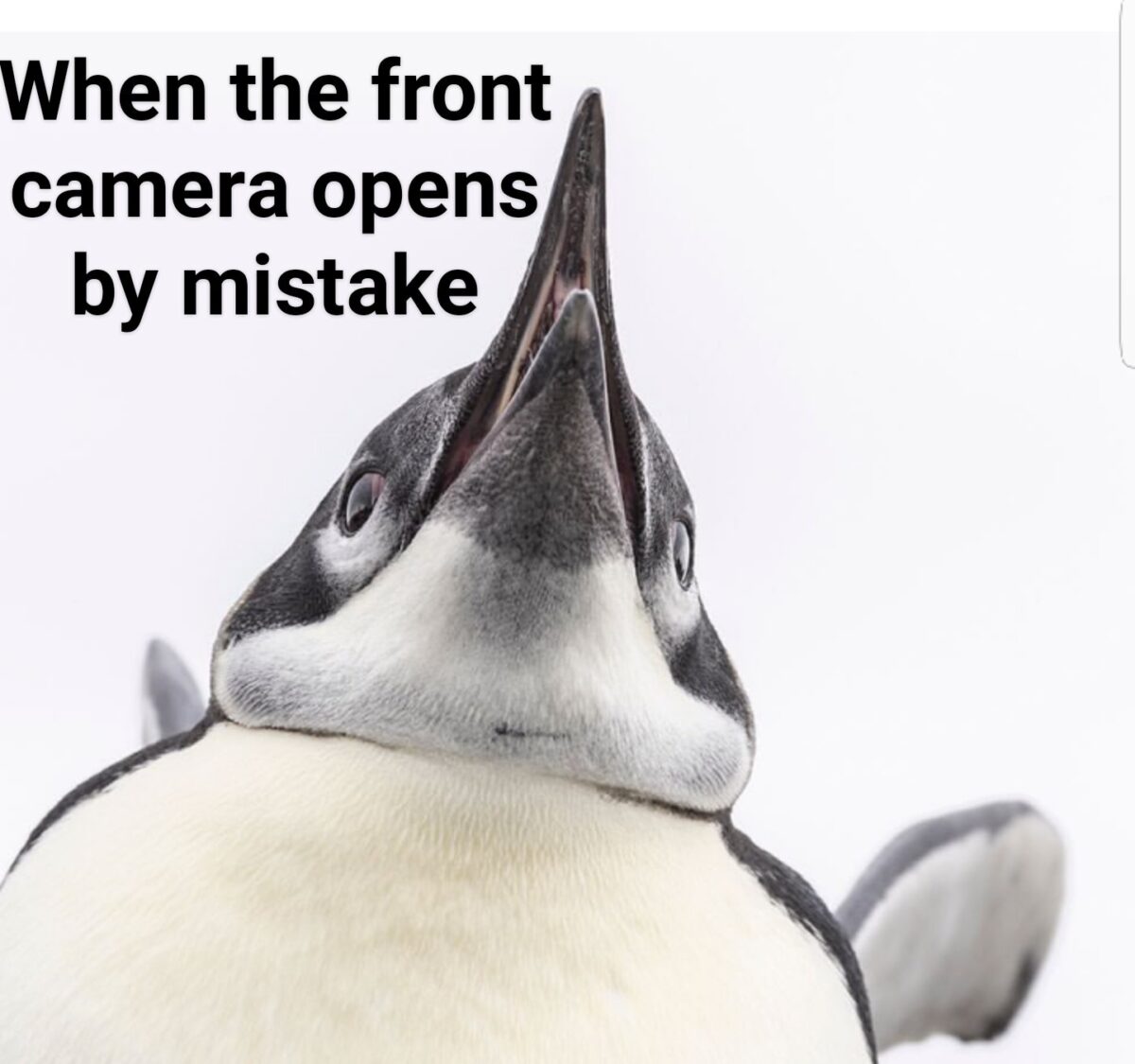 20 Memes That Keep One Foot in Comedy and the Other in Chaos 9 Front camera oipens