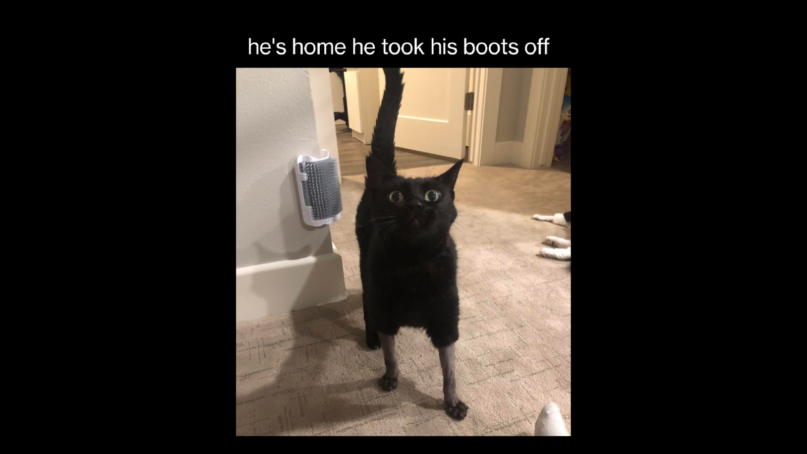 Ultimate Cat Memes for a Dose of Feline Fun FG