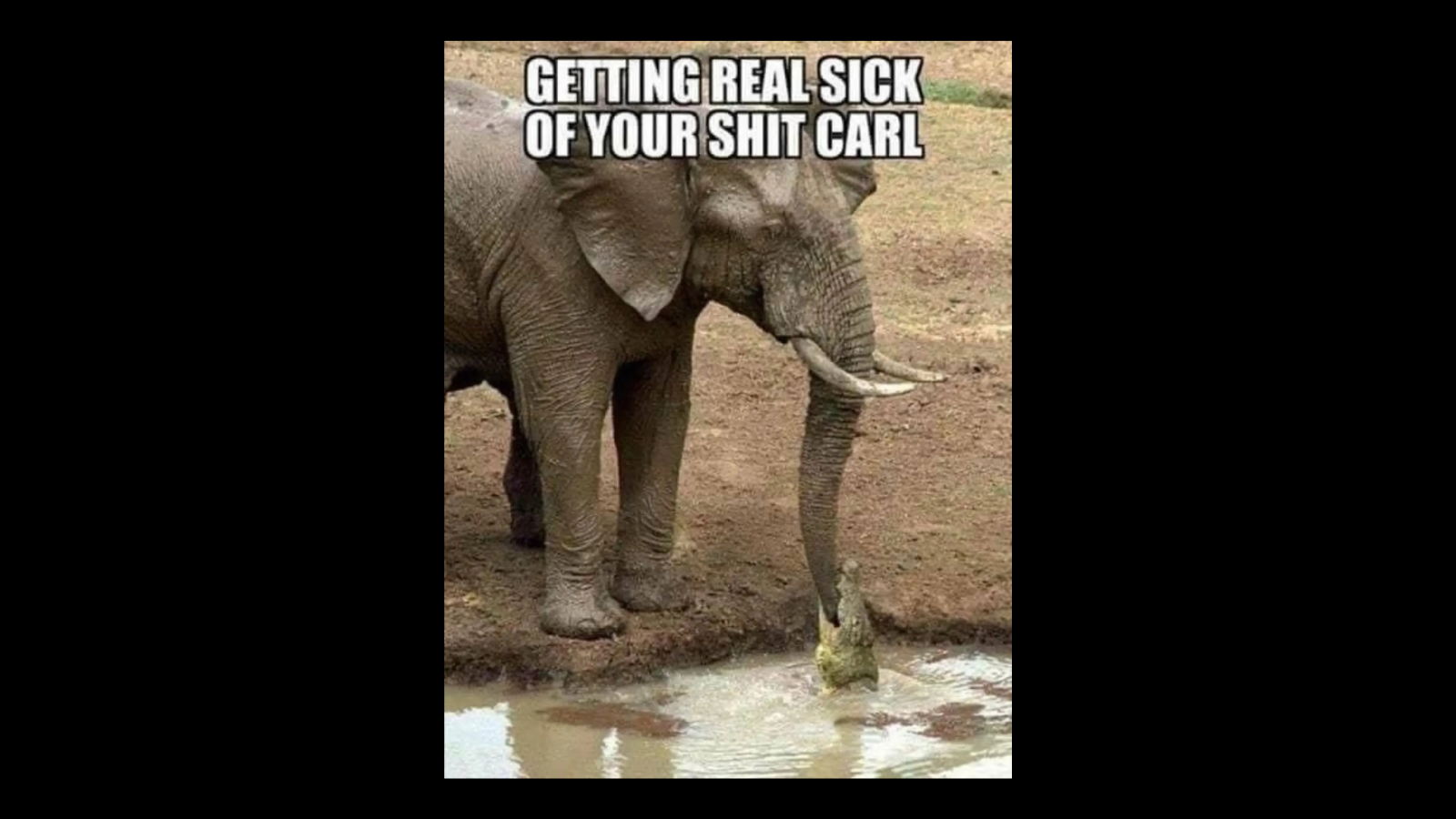 Animal Memes From the Part of Nature Nobody Talks About FG