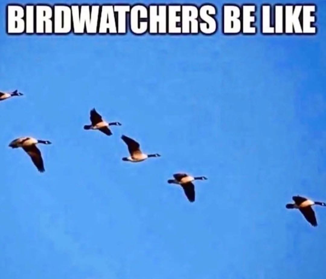20 Memes With No Bottom Text and Absolutely No Need for One 3 Birdwatchers be like