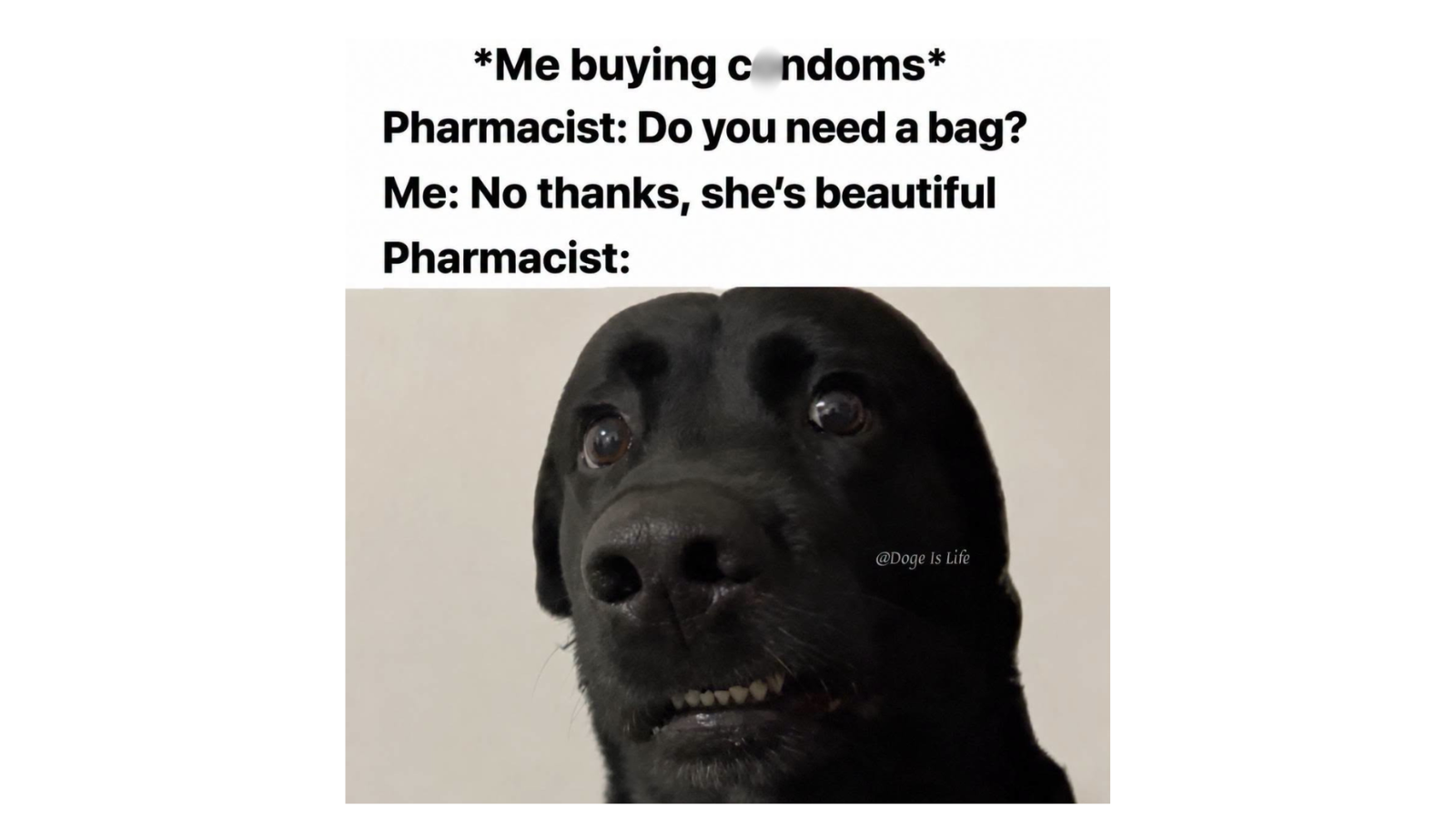 Dog Memes That Are Too Unhinged to Be Left Off Leash FG