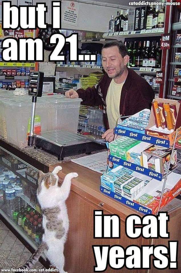 20 Over-the-top Cat memes That Deserve an Academy Award for Best Performance in a Melodrama 5 But Im 21