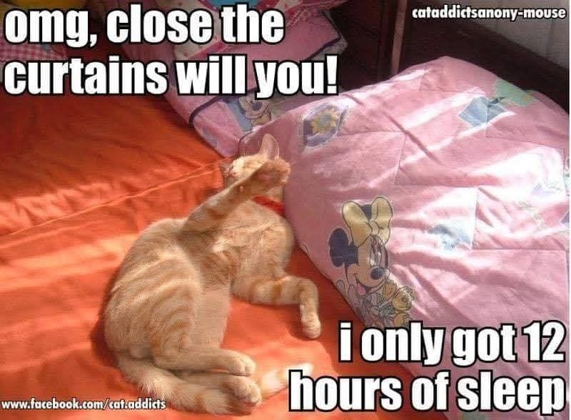 20 Over-the-top Cat memes That Deserve an Academy Award for Best Performance in a Melodrama 8 Close the curtains