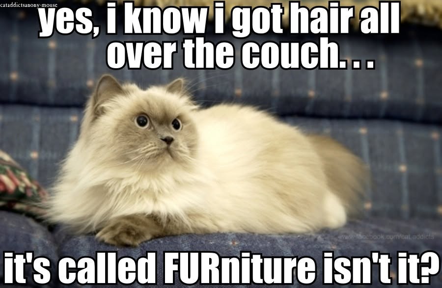 20 Over-the-top Cat memes That Deserve an Academy Award for Best Performance in a Melodrama 9 Hair all over the couch