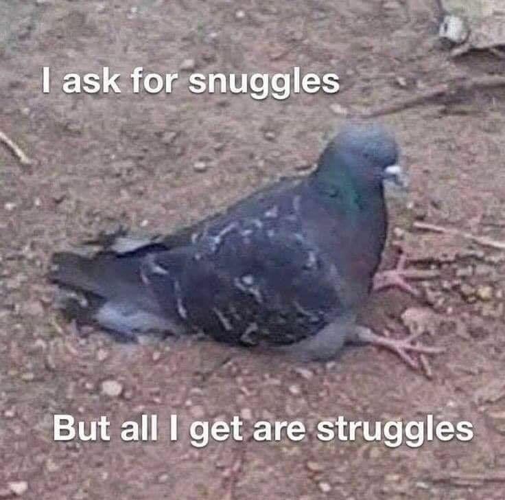 20 Memes That Make Complete Sense If You Don't Think About Them At All 9 I ask for snuggles