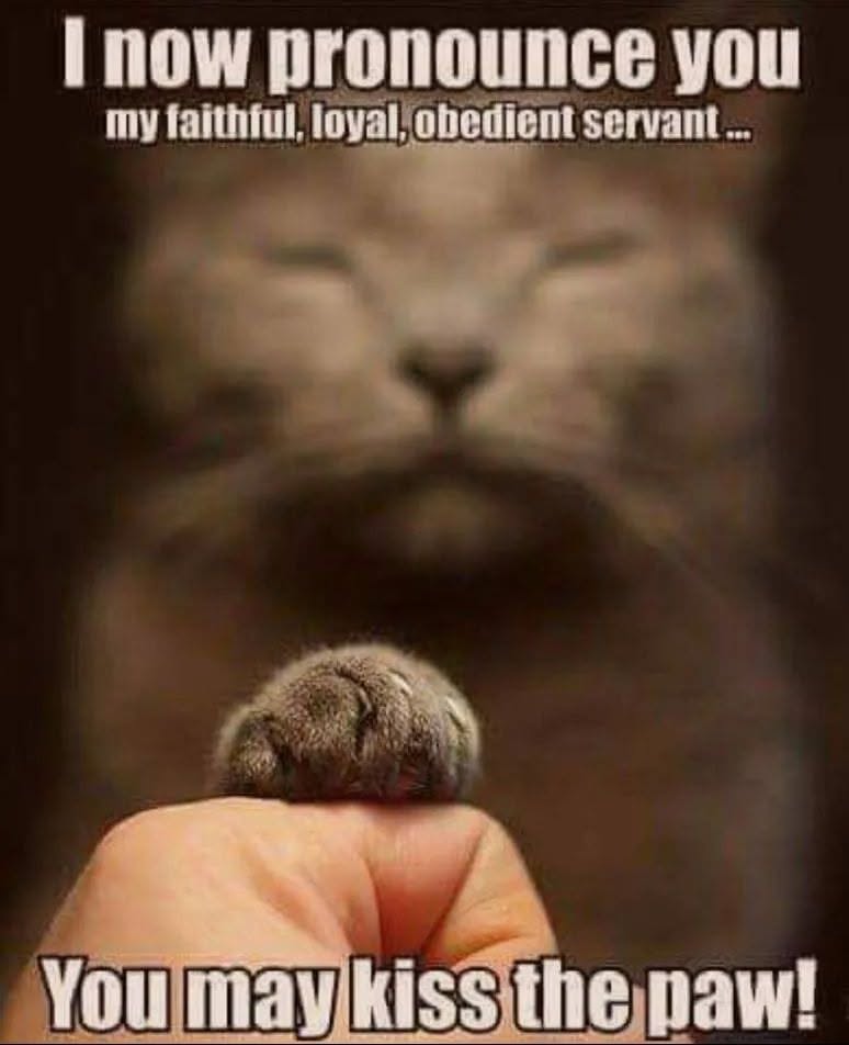20 Over-the-top Cat memes That Deserve an Academy Award for Best Performance in a Melodrama 10 I now pronounce you
