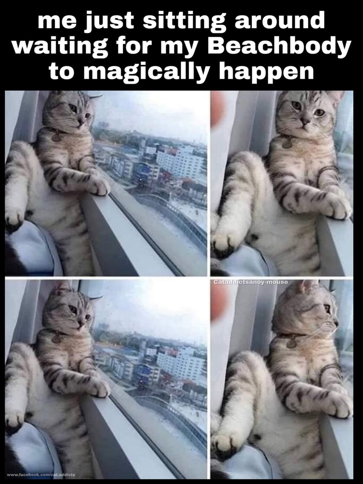 20 Over-the-top Cat memes That Deserve an Academy Award for Best Performance in a Melodrama 11 Just sitting around