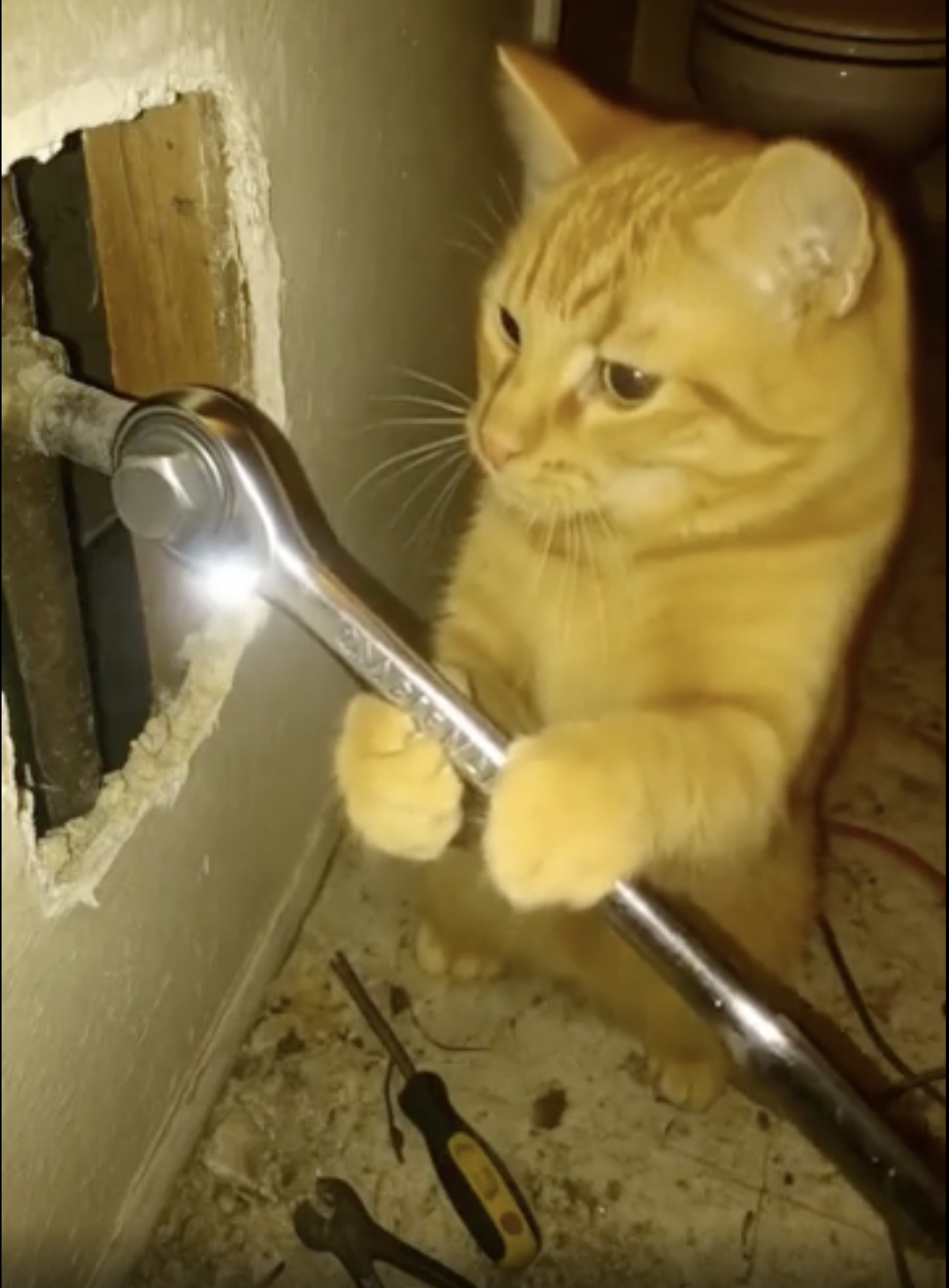 20 Cursed AI Images That Will Permanently Alter Your Brain Chemistry 14 Letting cats do DIY tasks