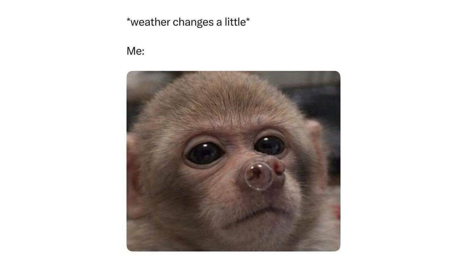 Memes That Are Technically Funny If You Abandon Everything You Know FG